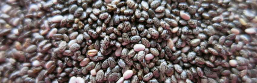 Chia-Samen – Superfood, oder doch nur Humbug?