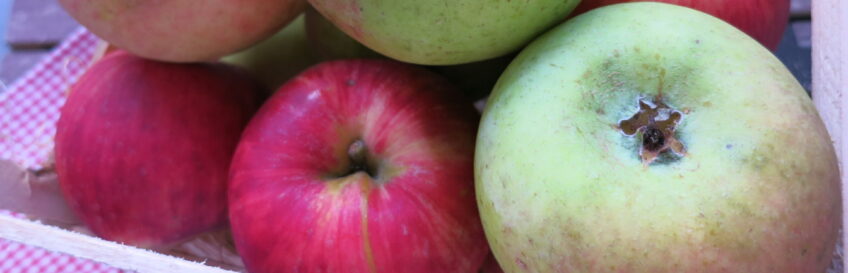 Apfel – Paradiesobst und Hausapotheke